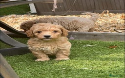 Poochon dogs for sale: F1 Poochon Puppies - 1 boy left - Image 20