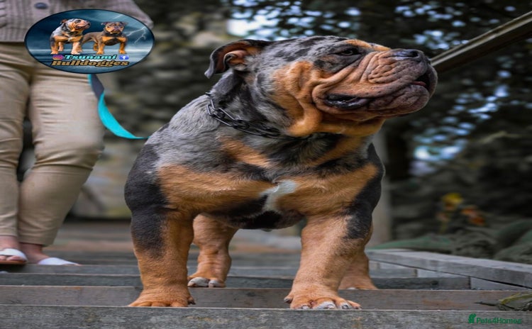 Olde English Bulldogge dogs in Northallerton - Advert 1