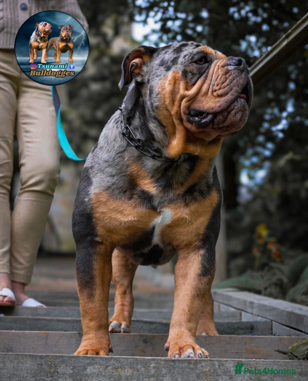 Olde English Bulldogge dogs for stud: Bullplanet's King Titan DNA/BVA Eye/BVA Hip/Elbow in Northallerton - Advert 7