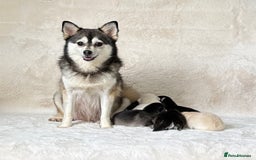 Pomsky dogs for sale: perfect husky markings micro Pomsky puppies  - Image 18