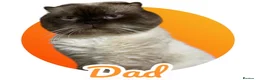 Scottish Fold cats for sale: 4 Pedigree Scottish Fold/Straight Kittens - Advert 13