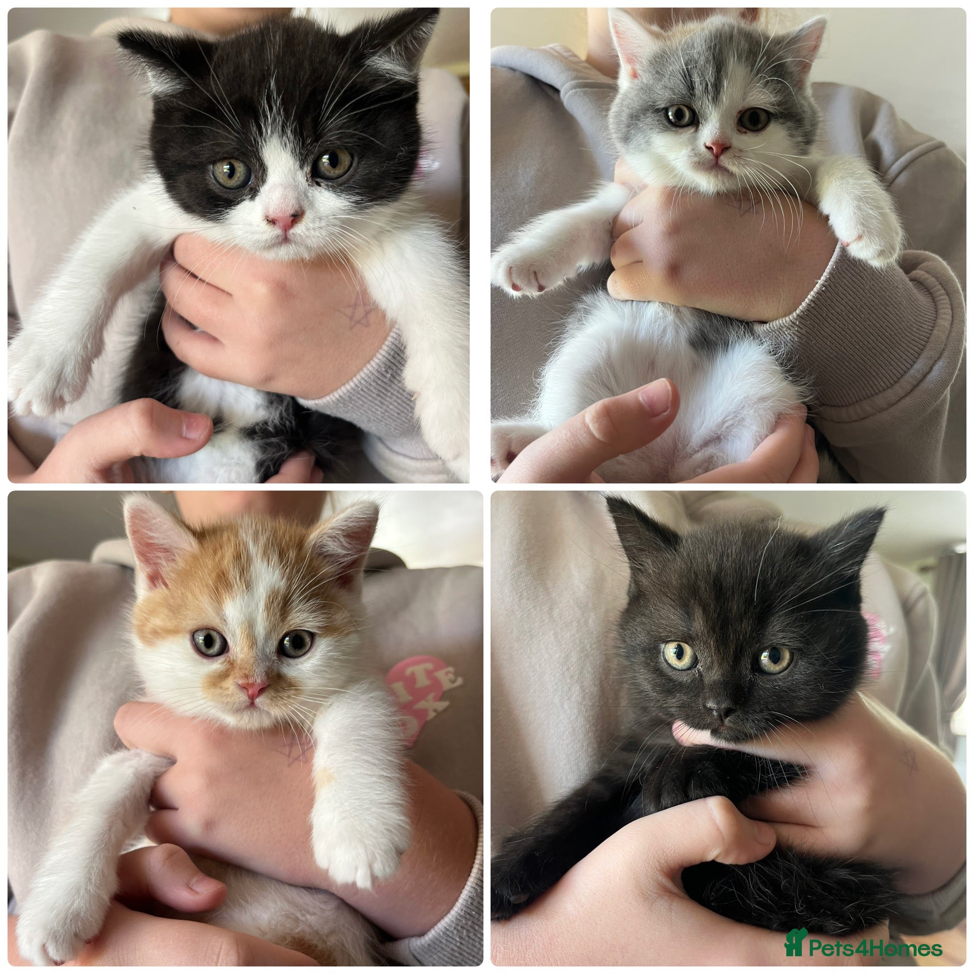 British Shorthair cats British short hair kittens - READY TO LEAVE - Advert 1