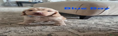 Cockapoo 3