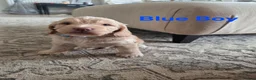 Cockapoo dogs for sale: Our Beautiful litter of F1 Cockapoo puppies  - Advert 11