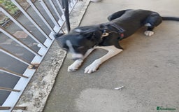 Border Collie dogs for sale: Border collie 1 year old plz read description - Image 2