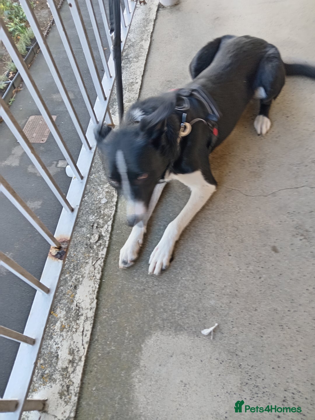 Border Collie dogs for sale: Border collie 1 year old plz read description - Image 2