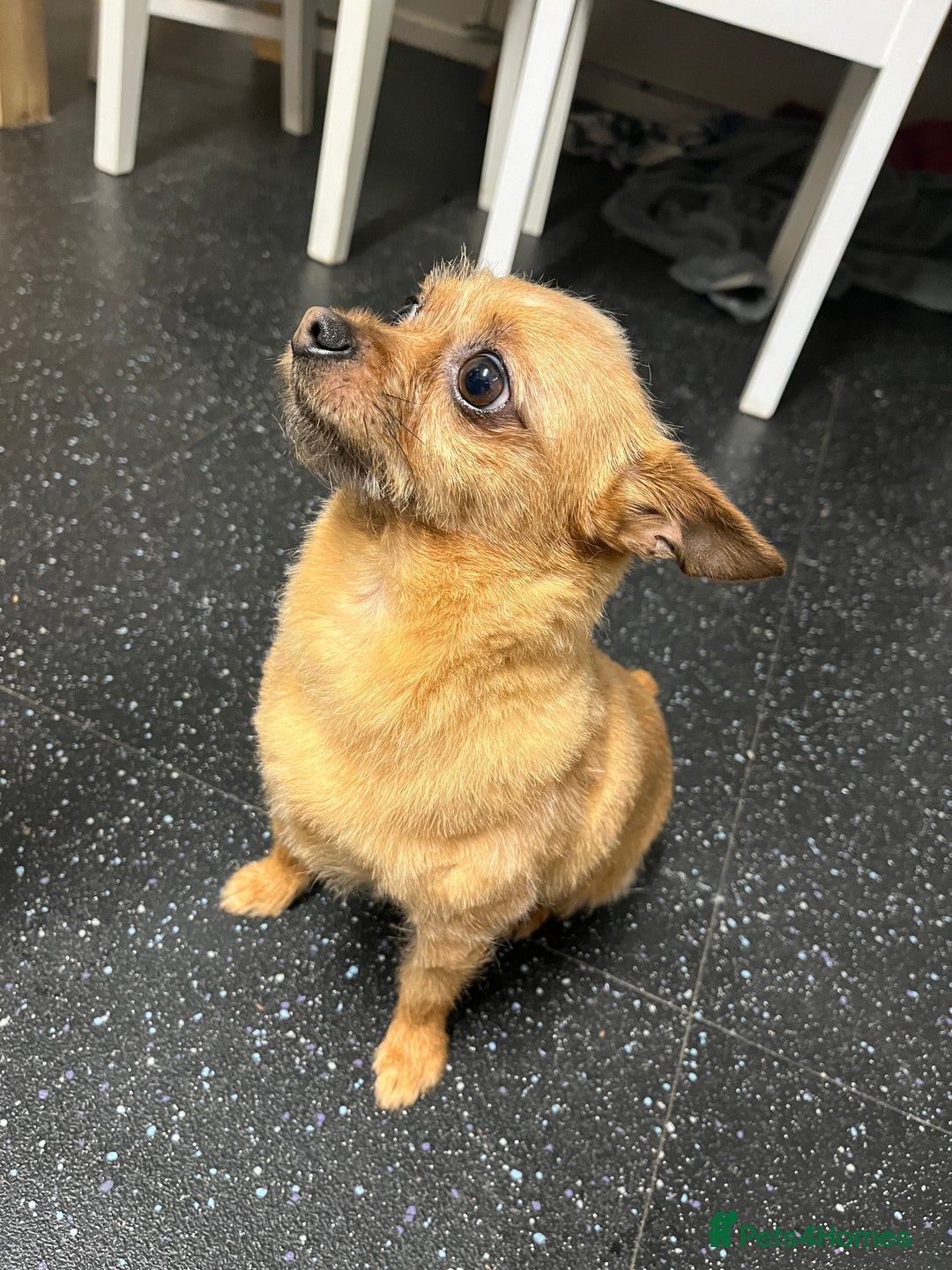 Mixed Breed dogs for sale: Chihuahua cross - Advert 1