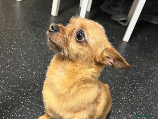 Mixed Breed dogs Chihuahua cross - Advert 1