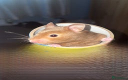 Hamster rodents for sale: Syrain hamster  - Image 2