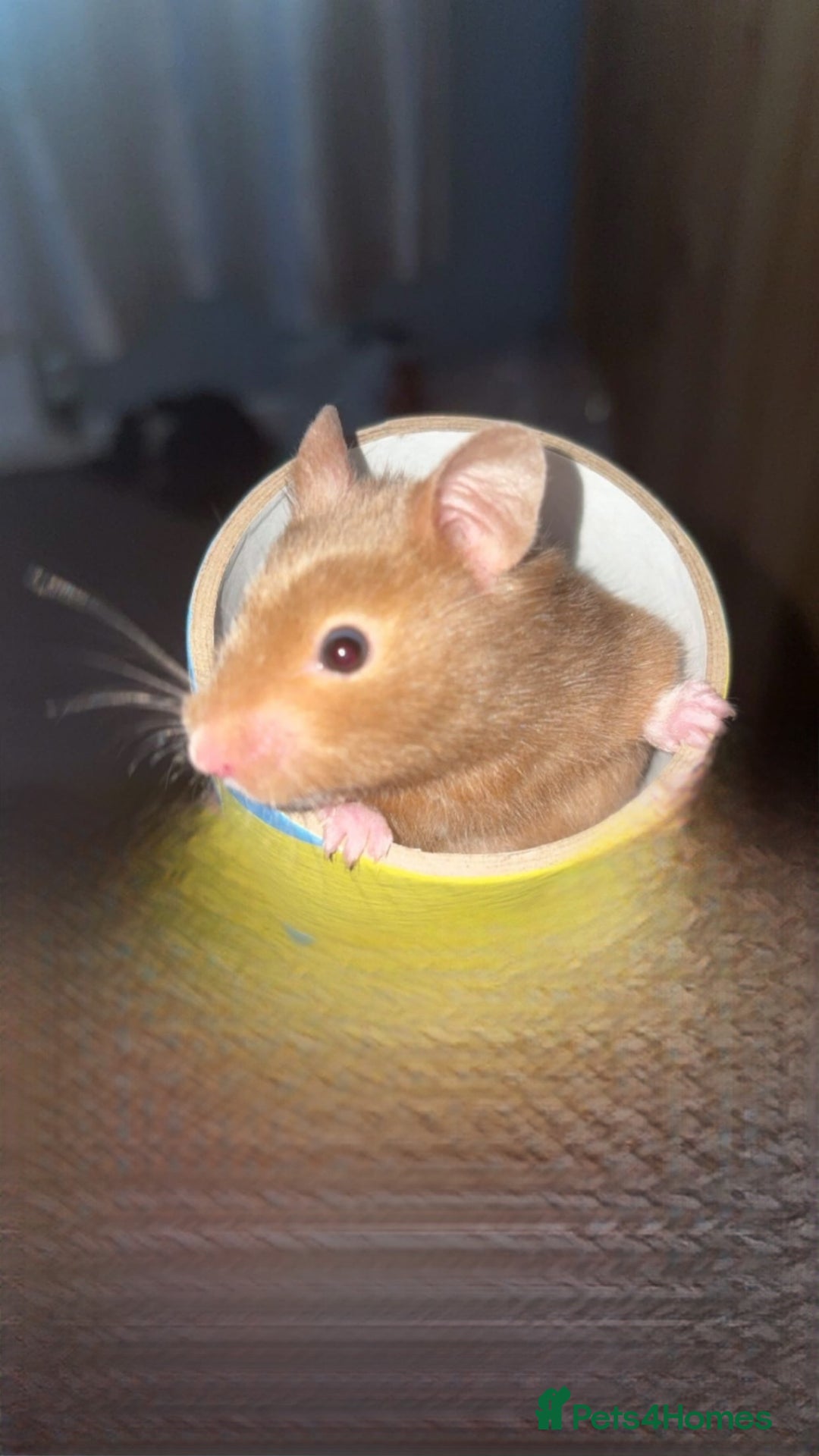 Hamster rodents for sale: Syrain hamster  - Image 2