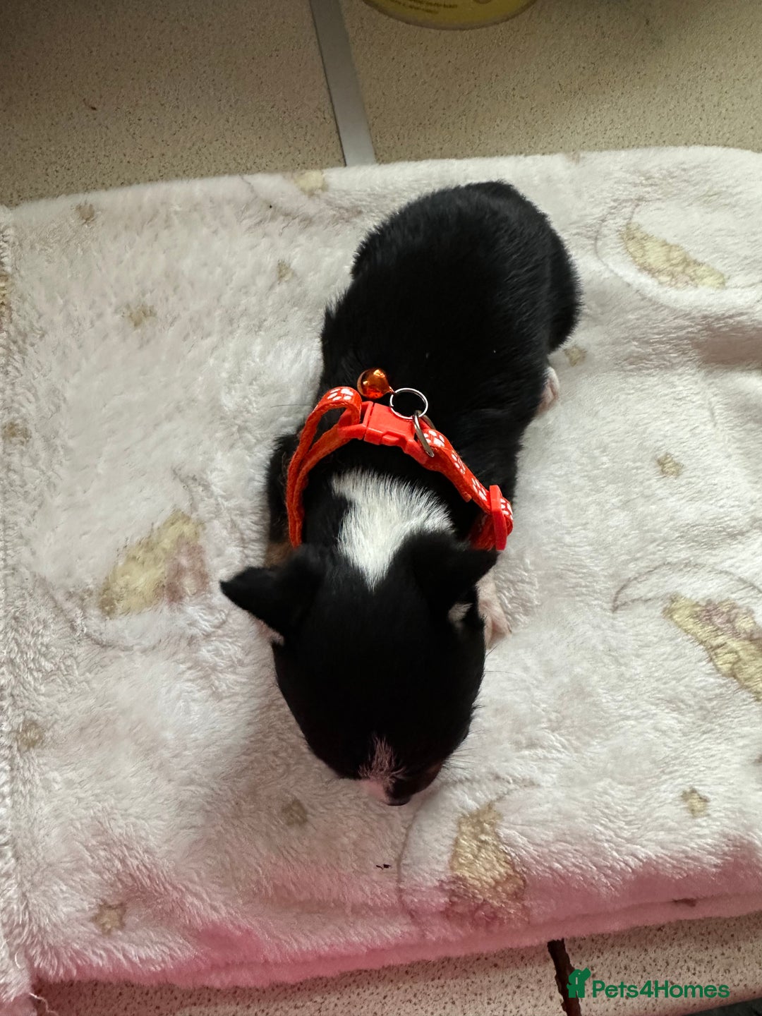 Mixed Breed dogs for sale: Jack chi puppies - Image 10