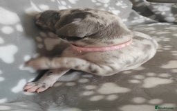 Great Dane dogs for sale: Beautiful KC registered Great Dane Puppies  - Image 21
