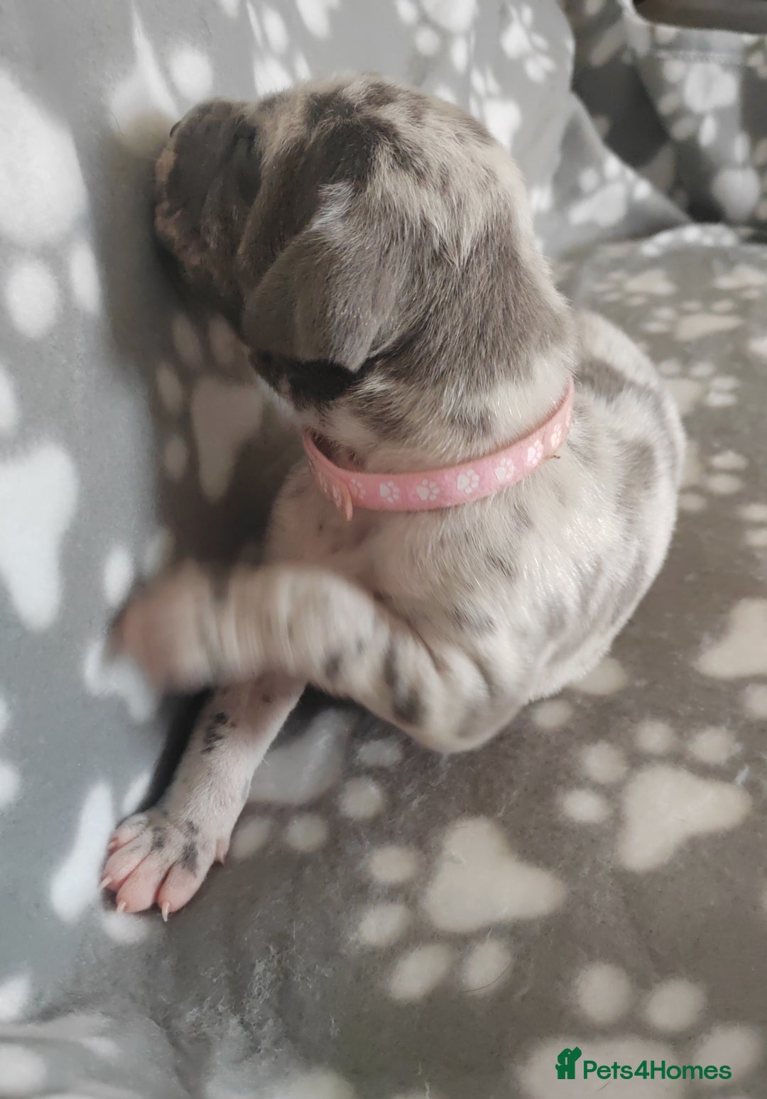 Great Dane dogs for sale: Beautiful KC registered Great Dane Puppies  - Image 21