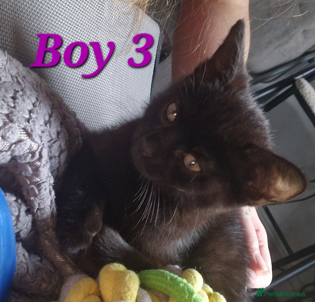 Mixed Breed cats for sale: Mixed breed Beautiful kittens - Image 4