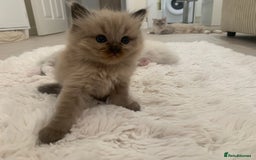 Ragdoll cats for sale: Ragdoll Kittens Male & Female - Image 19