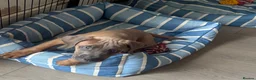 Cane Corso dogs for sale: Ready now 4 beautiful caneCorso pups - Advert 7