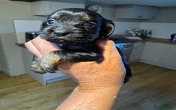 Cocker Spaniel dogs for sale: 6 working cocker pups  - Image 2