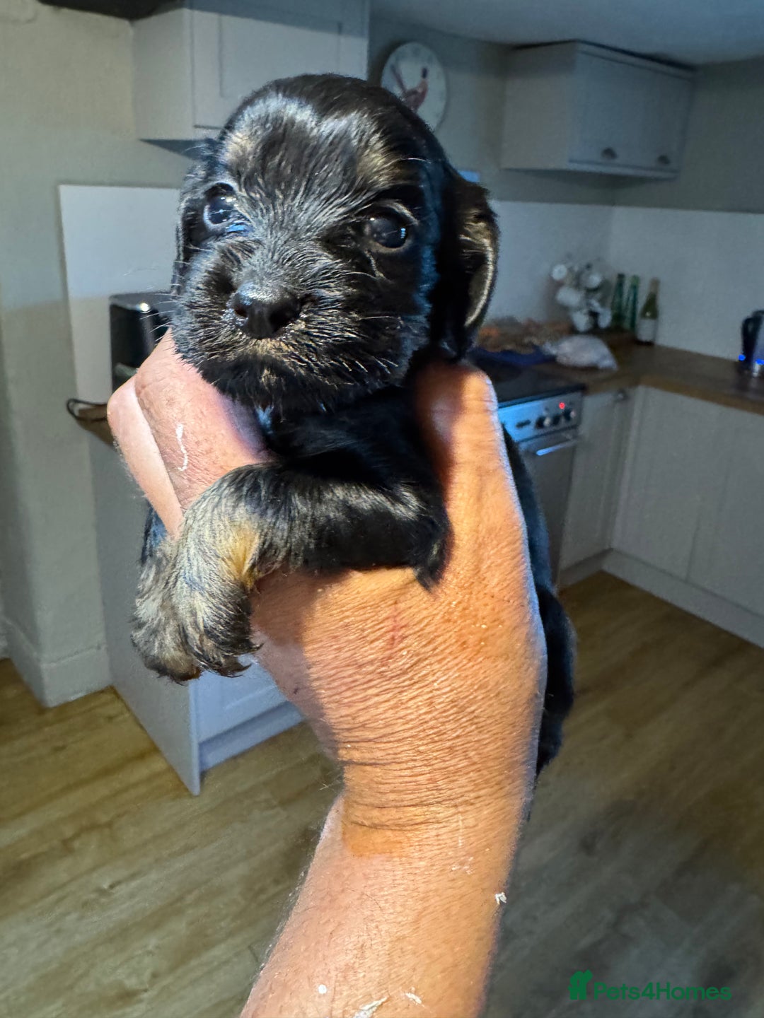 Cocker Spaniel dogs for sale: 6 working cocker pups  - Image 2