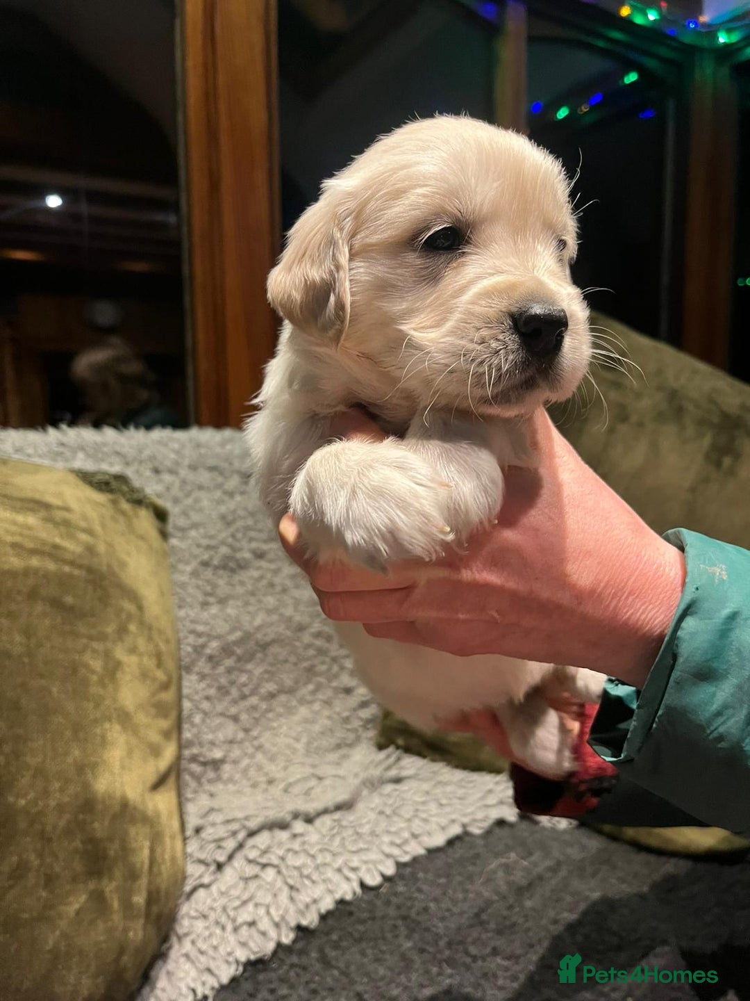 Golden Retriever dogs for sale: Beautiful Goldies - Advert 6