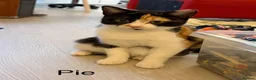 Mixed Breed cats for sale: Bobtail and Ragdoll mixed - Advert 15