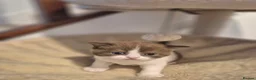 British Shorthair cats for sale: 2 female GCCF British short hair kittens - Advert 19