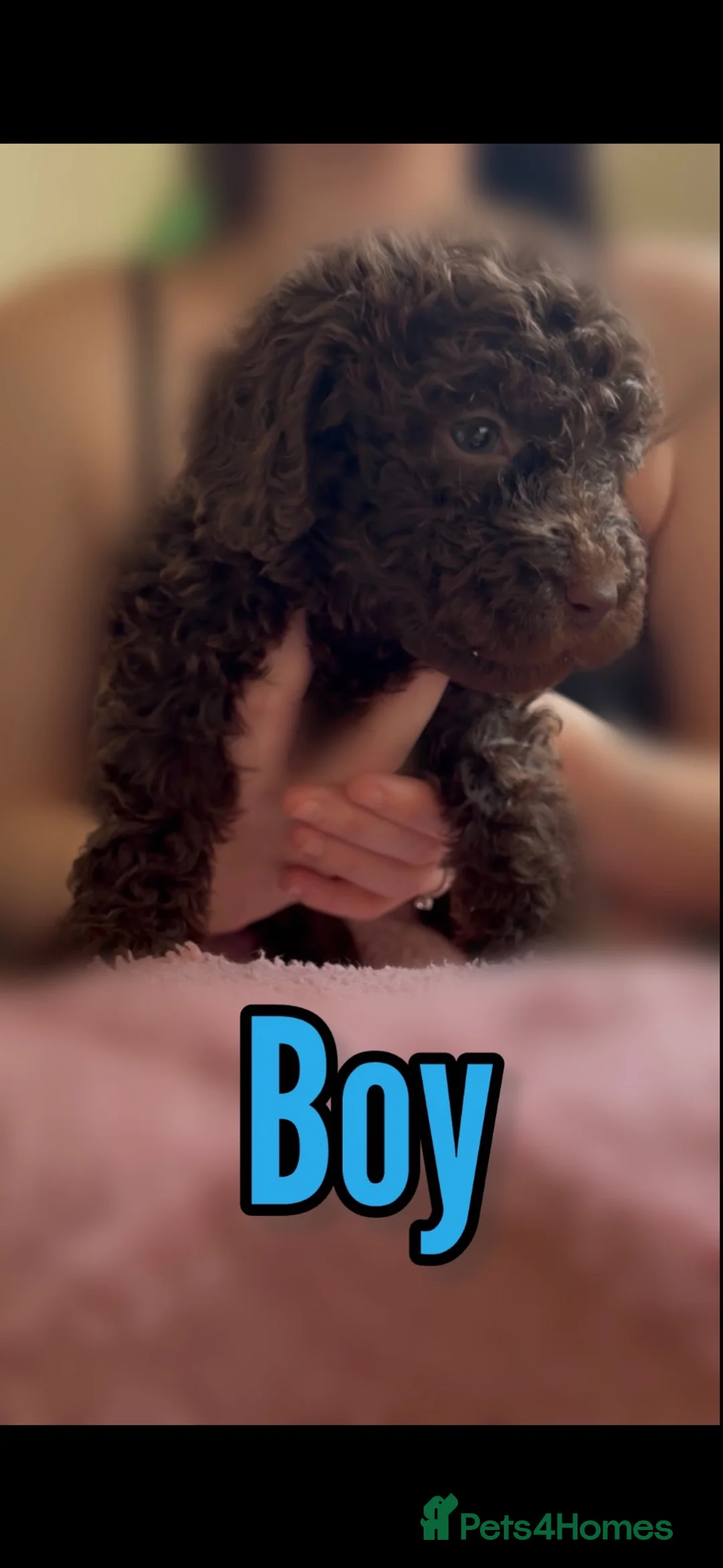 Cockapoo dogs for sale: 4 beautiful cockapoo pups - Advert 5