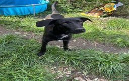 Whippet dogs for adoption: ASH-12 months,Medium,playful/friendly/loves people - Image 14