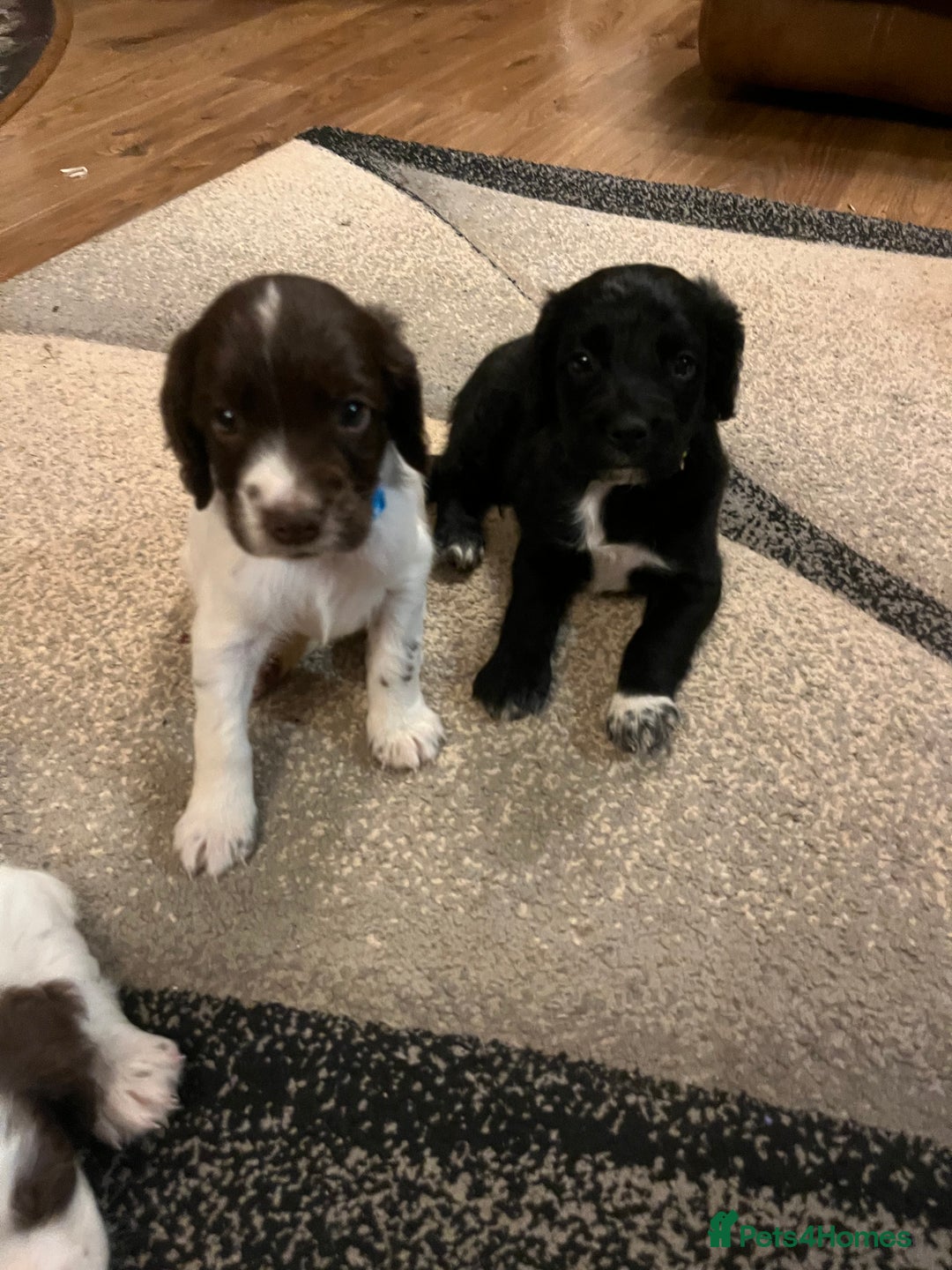 Mixed Breed dogs for sale: Flat coat retriever/spaniel x sprocker  - Advert 6