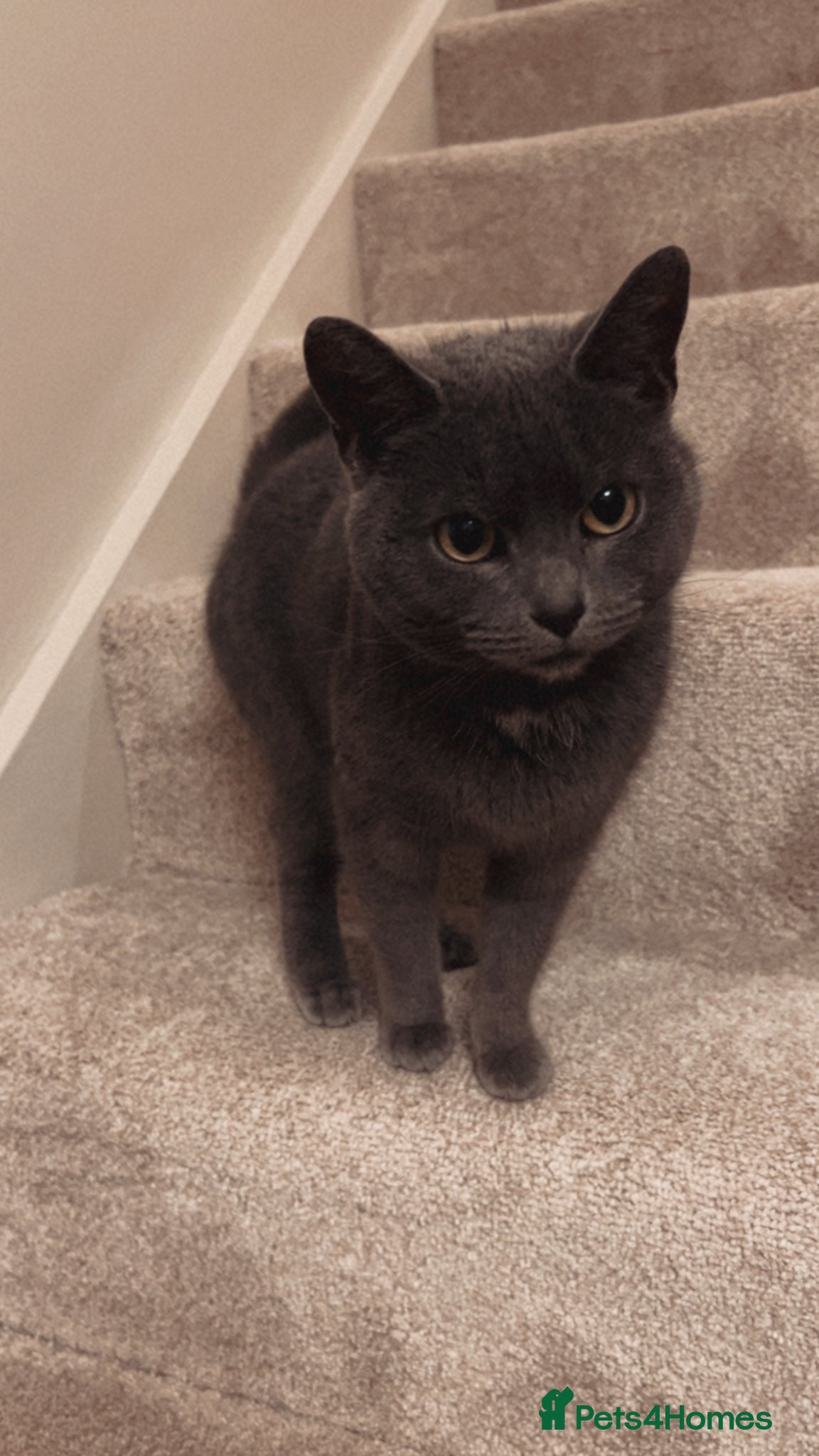 Domestic Shorthair cats Female cat for rehoming. - Advert 1