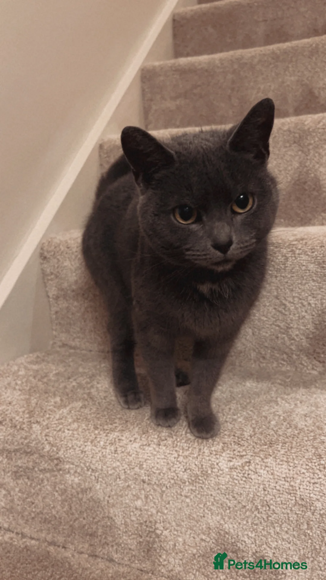 Domestic Shorthair cats for sale: Female cat for rehoming. in Barton-upon-Humber - Advert 1