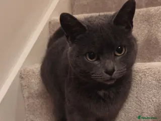 Domestic Shorthair cats Female cat for rehoming. - Advert 14