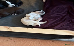 Cocker Spaniel dogs for sale: KC Registered Working Cocker Spaniel puppies - Image 14