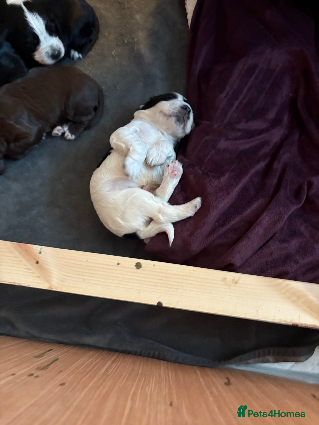 Cocker Spaniel dogs for sale: KC Registered Working Cocker Spaniel puppies - Image 14
