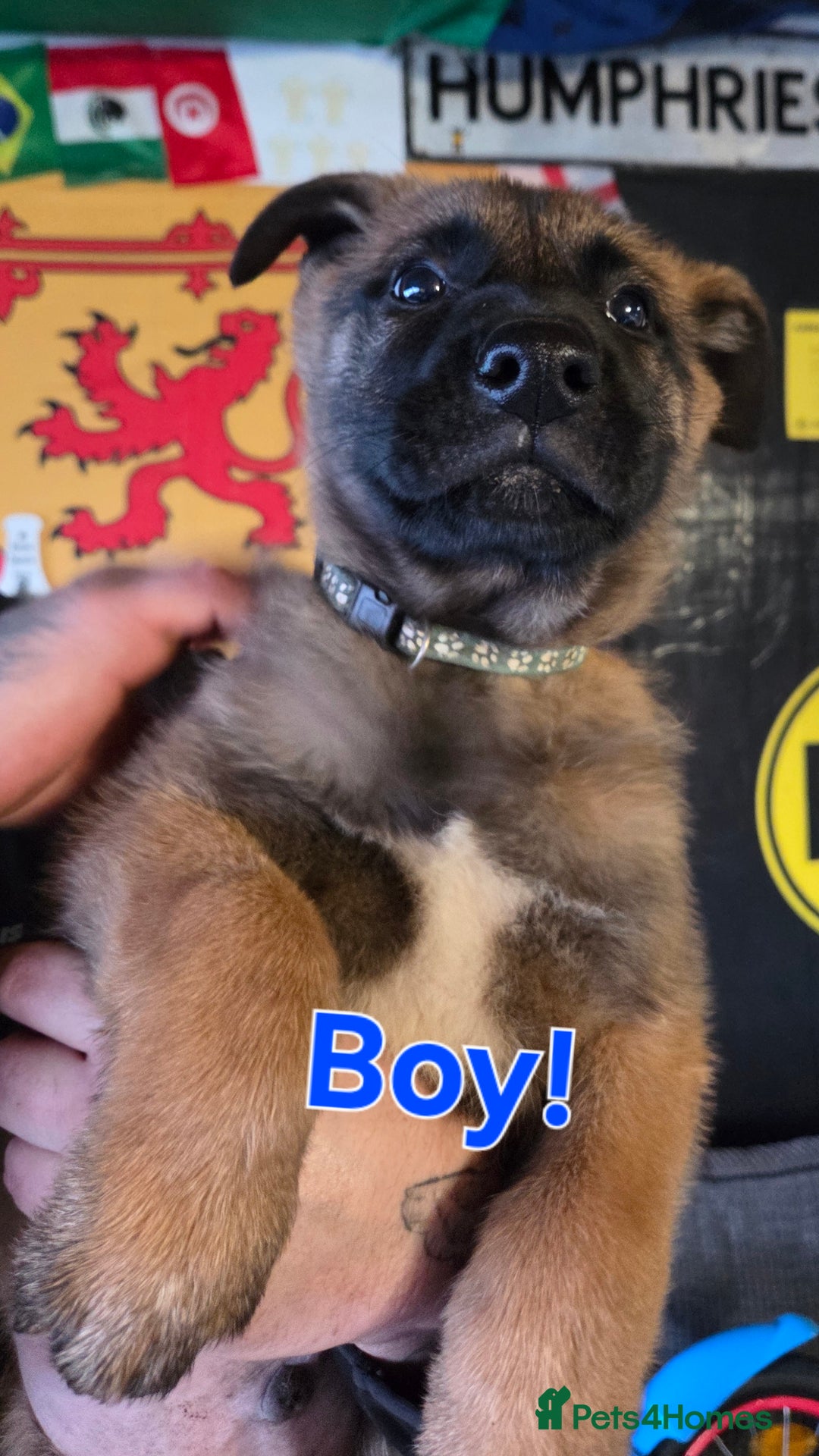 Belgian Shepherd Dog dogs for sale: Belgian malinois - Advert 18