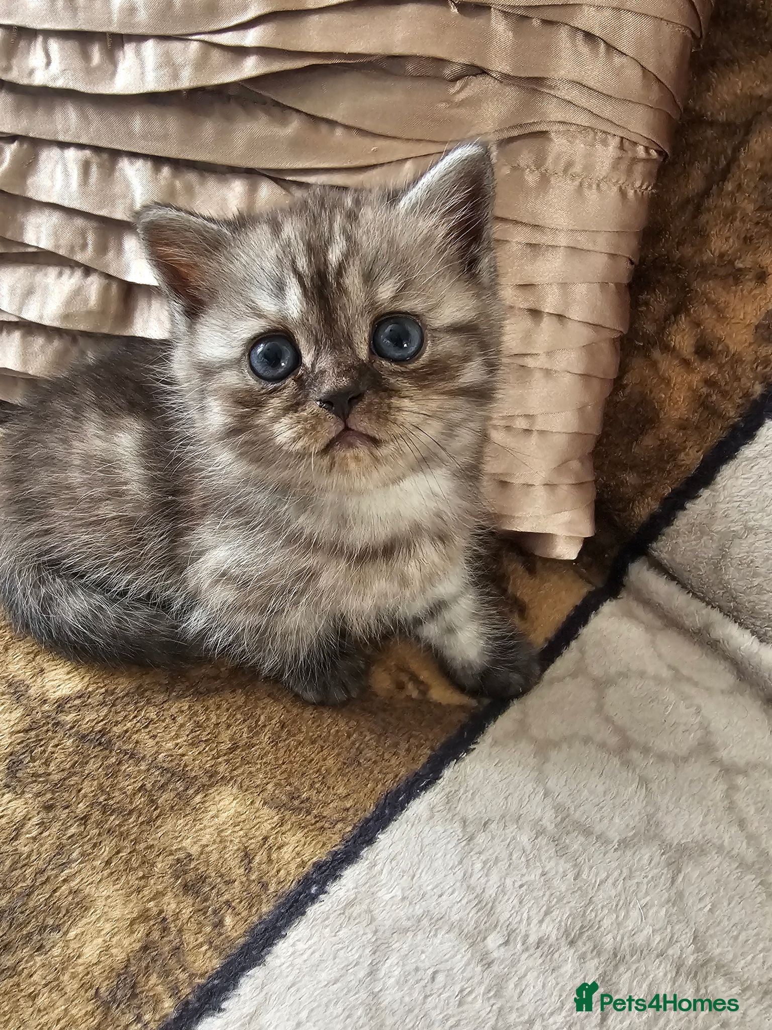 British Shorthair cats Stunning & Unique Kittens for Sale in Buckingham - Advert 2
