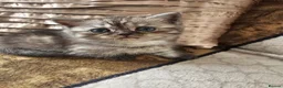 British Shorthair cats for sale: Stunning & Unique Kittens for Sale in Buckingham - Advert 10