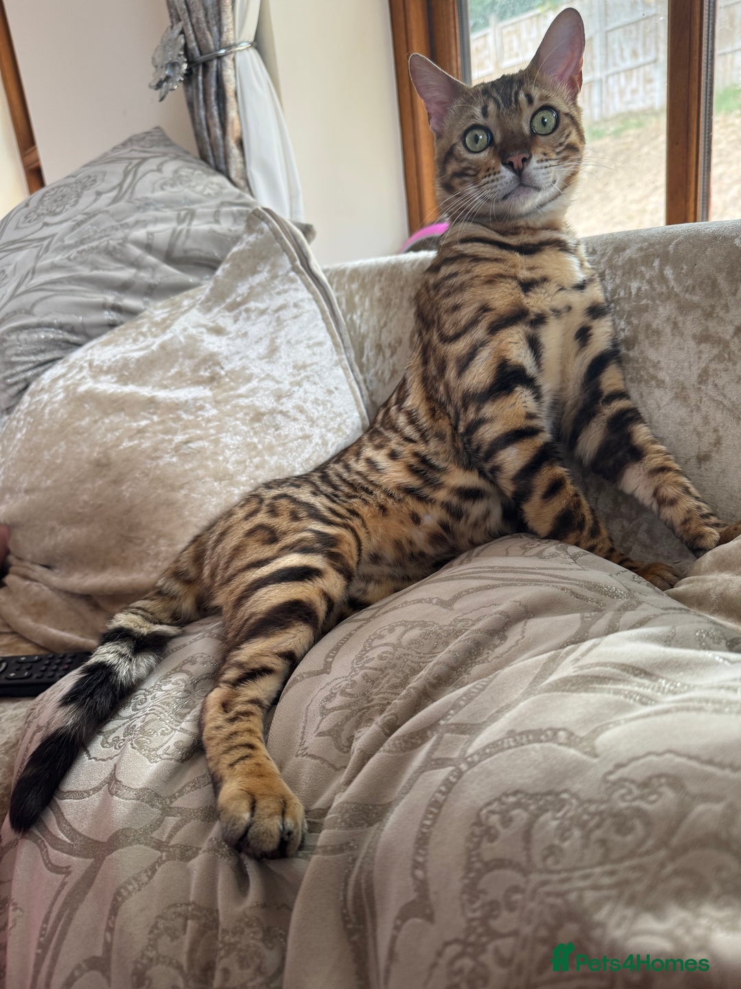 Bengal cats for sale: Stunning and loving Bengal Male - Image 1