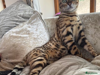 Bengal cats - Advert 1