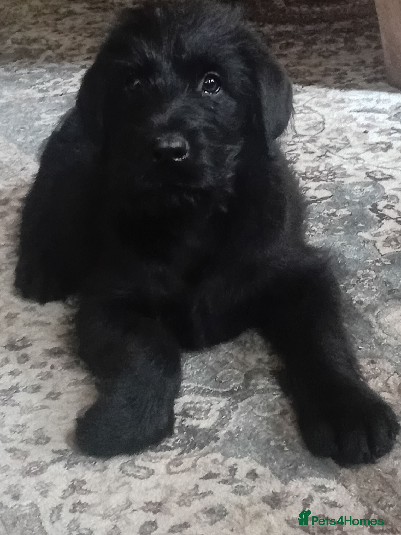 Mixed Breed dogs A very rare opportunity... - Advert 1