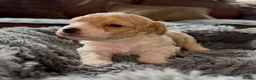 Mixed Breed dogs for sale: F1 cockerpoos - Advert 16
