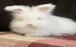 Angora rabbits for sale: Stunning pure bred English angora babies - Image 1