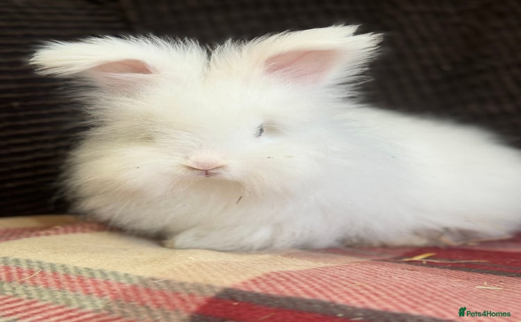 Angora rabbits for sale - Advert 4