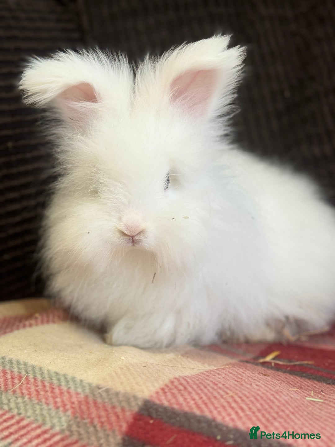 Angora rabbits for sale: Stunning pure bred English angora babies - Image 1