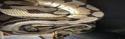 Python Snake reptiles for sale: Snake rack with ball pythons  in Gillingham - Advert 5