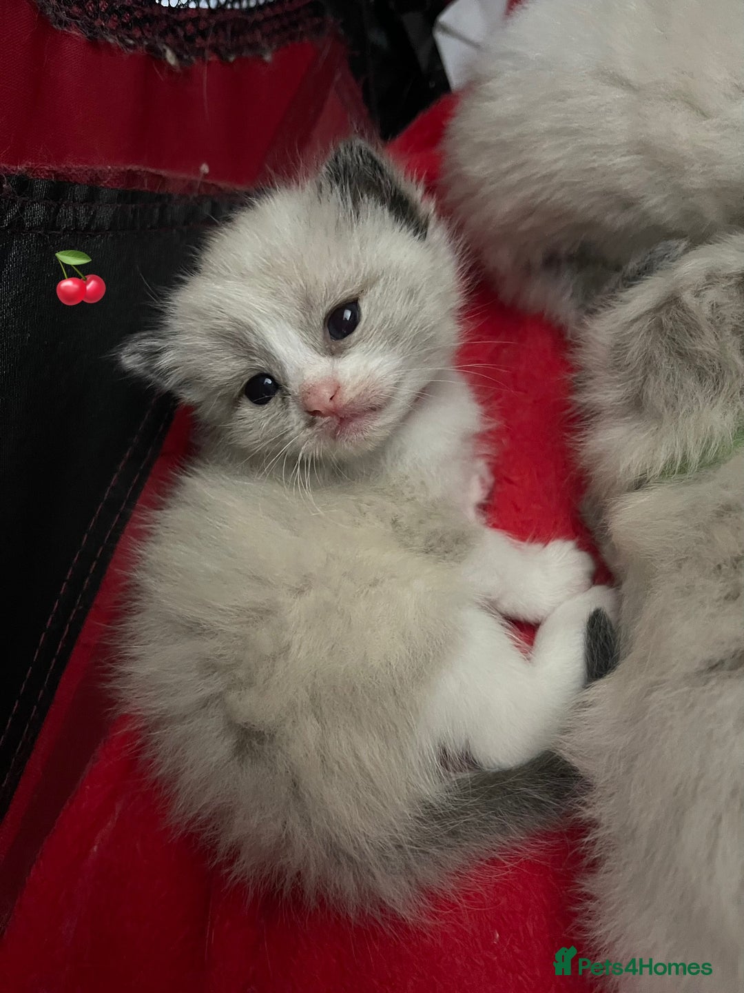 Ragdoll cats for sale: ✨Ragdoll Kittens Available – European Lines ✨ - Image 15