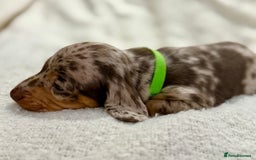 Miniature Dachshund dogs for sale: Mini Dachshund KC Reg -  ONLY 3 MALE PUPS LEFT!  - Advert 7