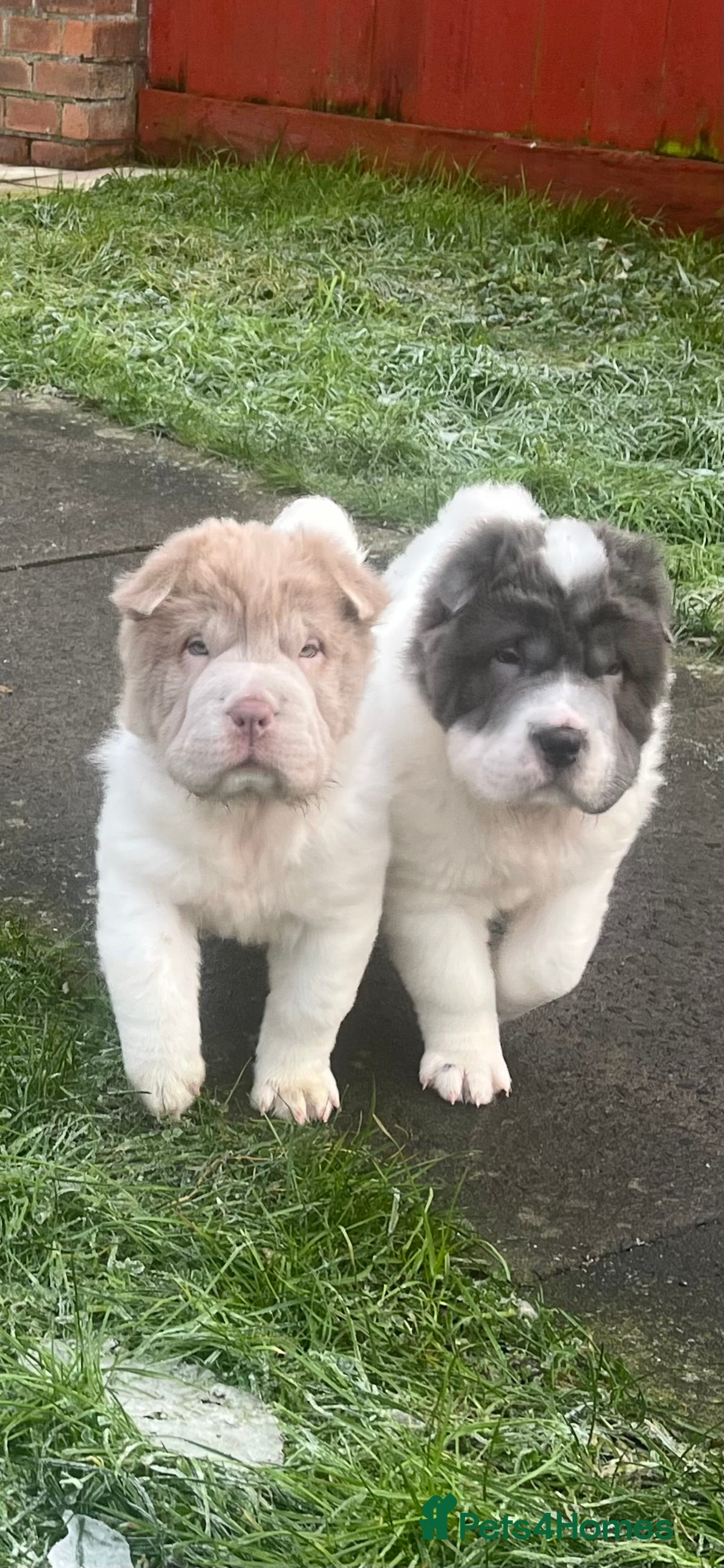 Shar Pei dogs **Ready stunning kc reg 2 girls left !!!!! - Advert 6