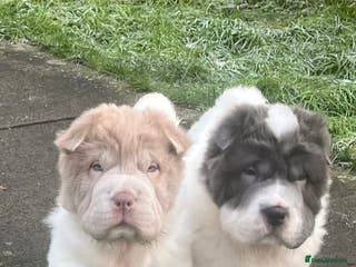 Shar Pei dogs **Ready stunning kc reg 2 girls left !!!!! - Advert 6