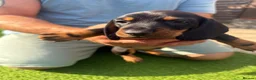 Dachshund dogs for sale: Dachshunds for sale - Advert 9