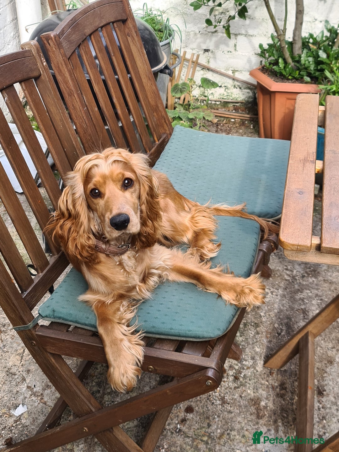 Cocker Spaniel dogs for sale: Cocker Spaniel Puppies - Advert 3